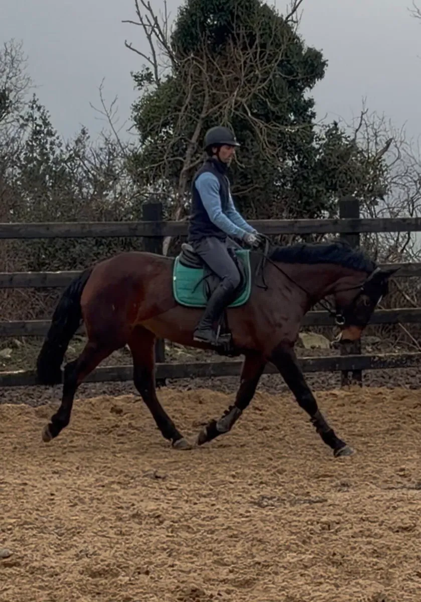 16.2h 6yo ISH x Beach ball x OBOSMother/ daughtr - Image 1