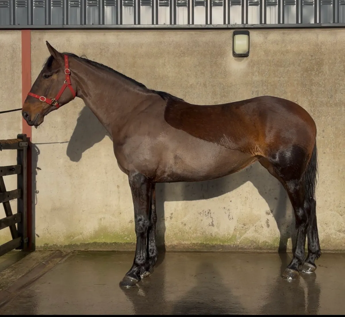 16.2h 6yo ISH x Beach ball x OBOSMother/ daughtr - Image 2