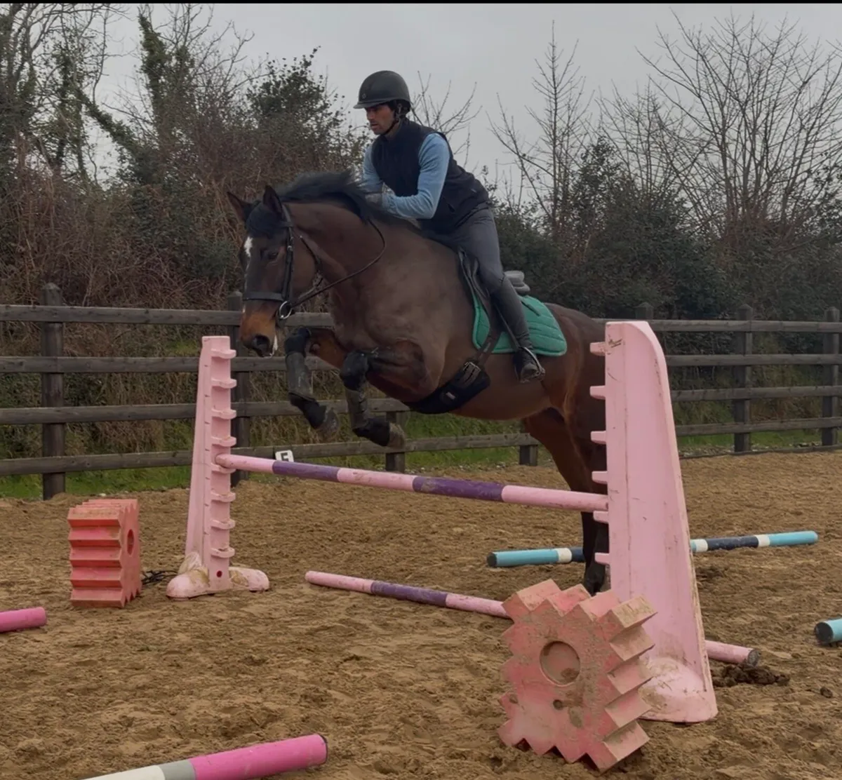 16.2h 6yo ISH x Beach ball x OBOSMother/ daughtr - Image 3