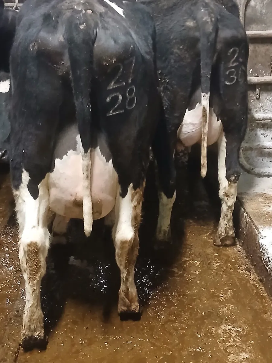 Freisian heifers - Image 3