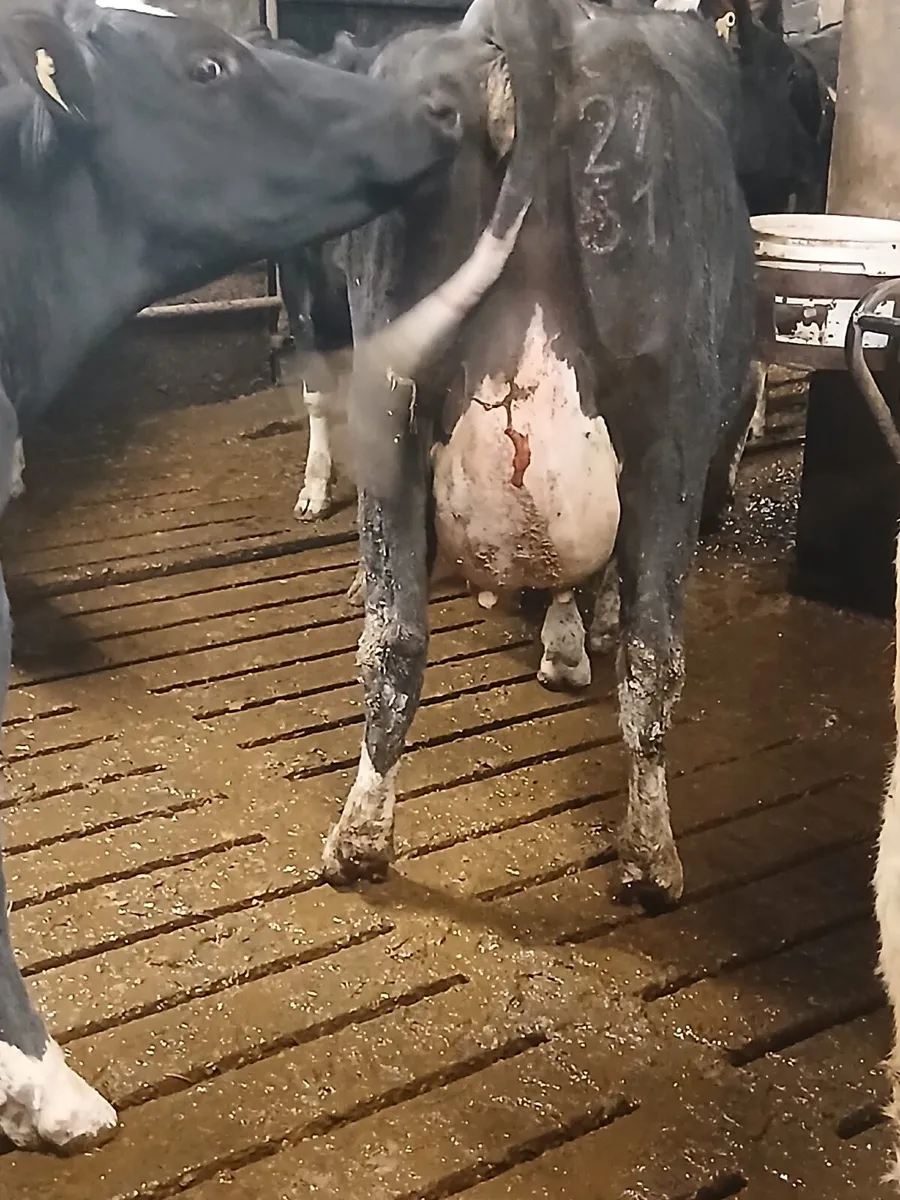 Freisian heifers - Image 4