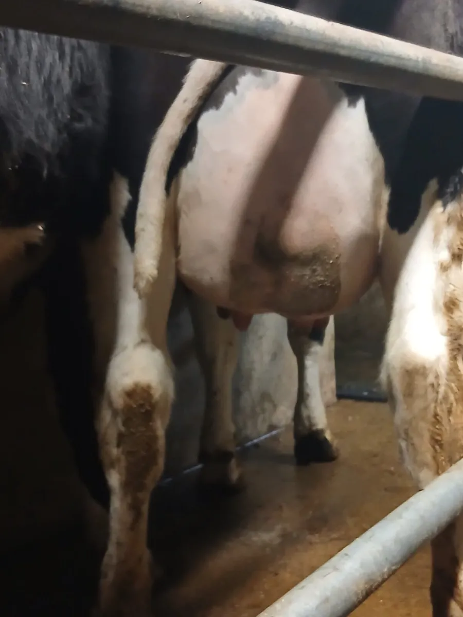 Freisian heifers - Image 1