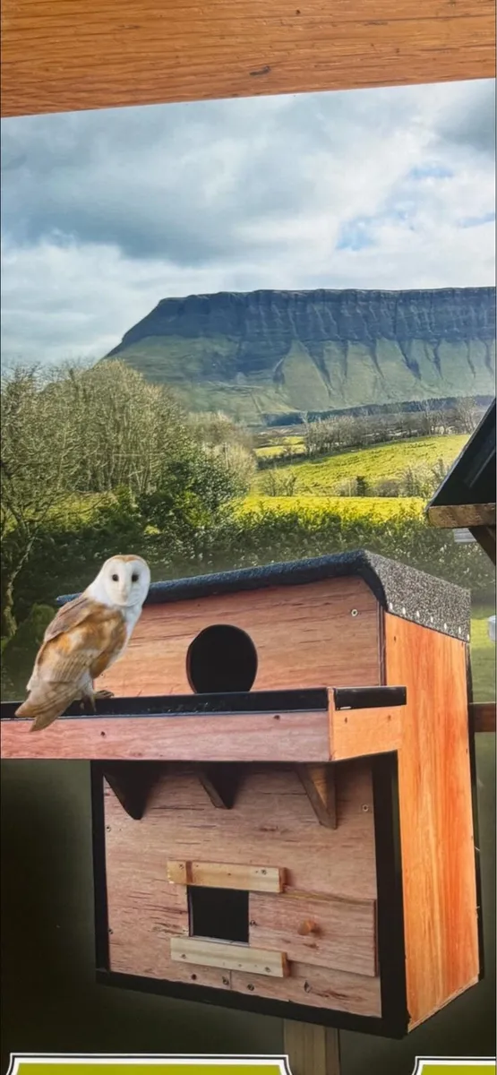 Bird boxes - Image 4