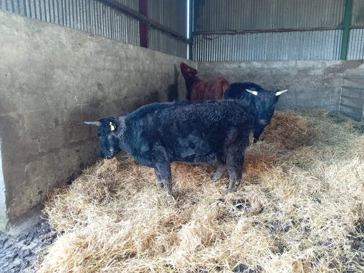 Dexter cattle - Image 4