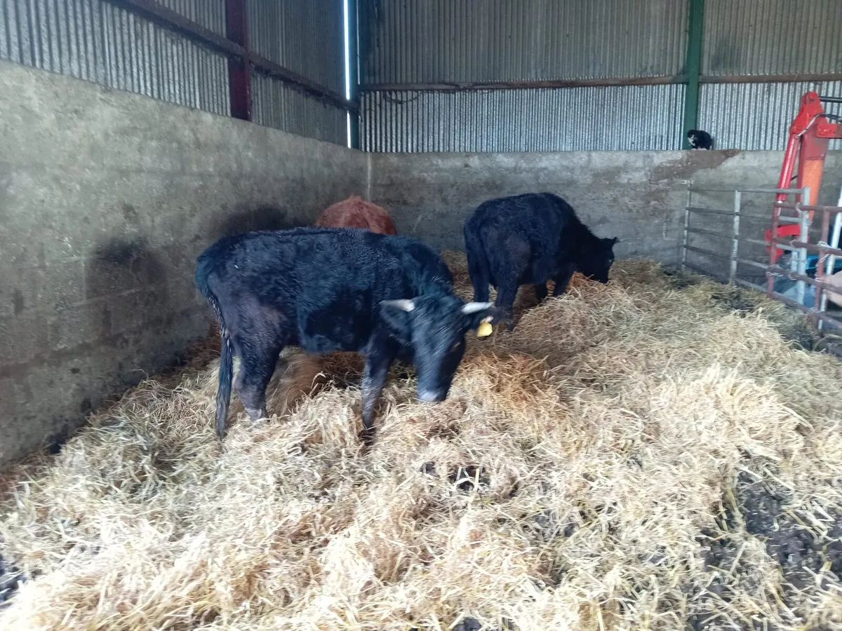 Dexter cattle - Image 2