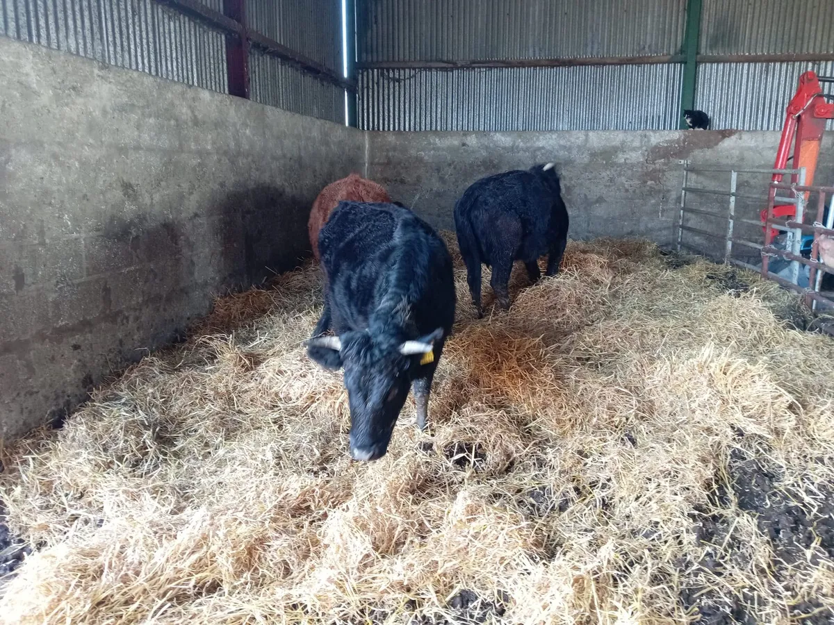 Dexter cattle - Image 3