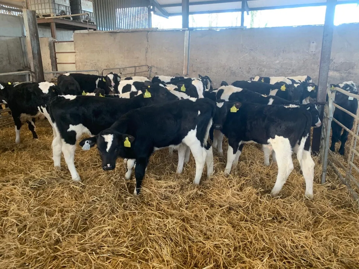 30 super strong 2 months old Frisian bulls - Image 1