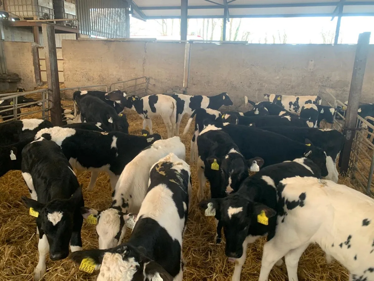 30 super strong 2 months old Frisian bulls - Image 3