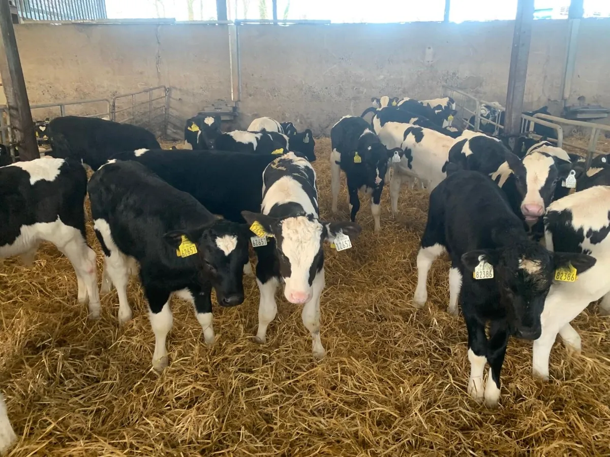 30 super strong 2 months old Frisian bulls - Image 2