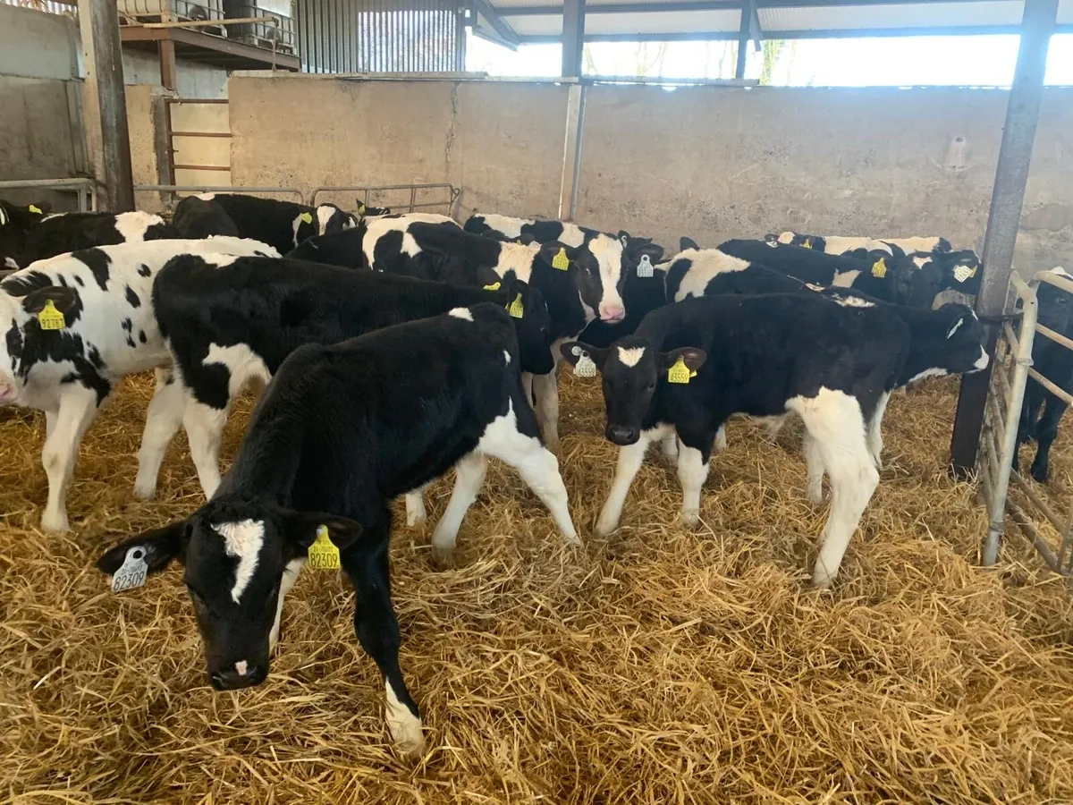 30 super strong 2 months old Frisian bulls - Image 4