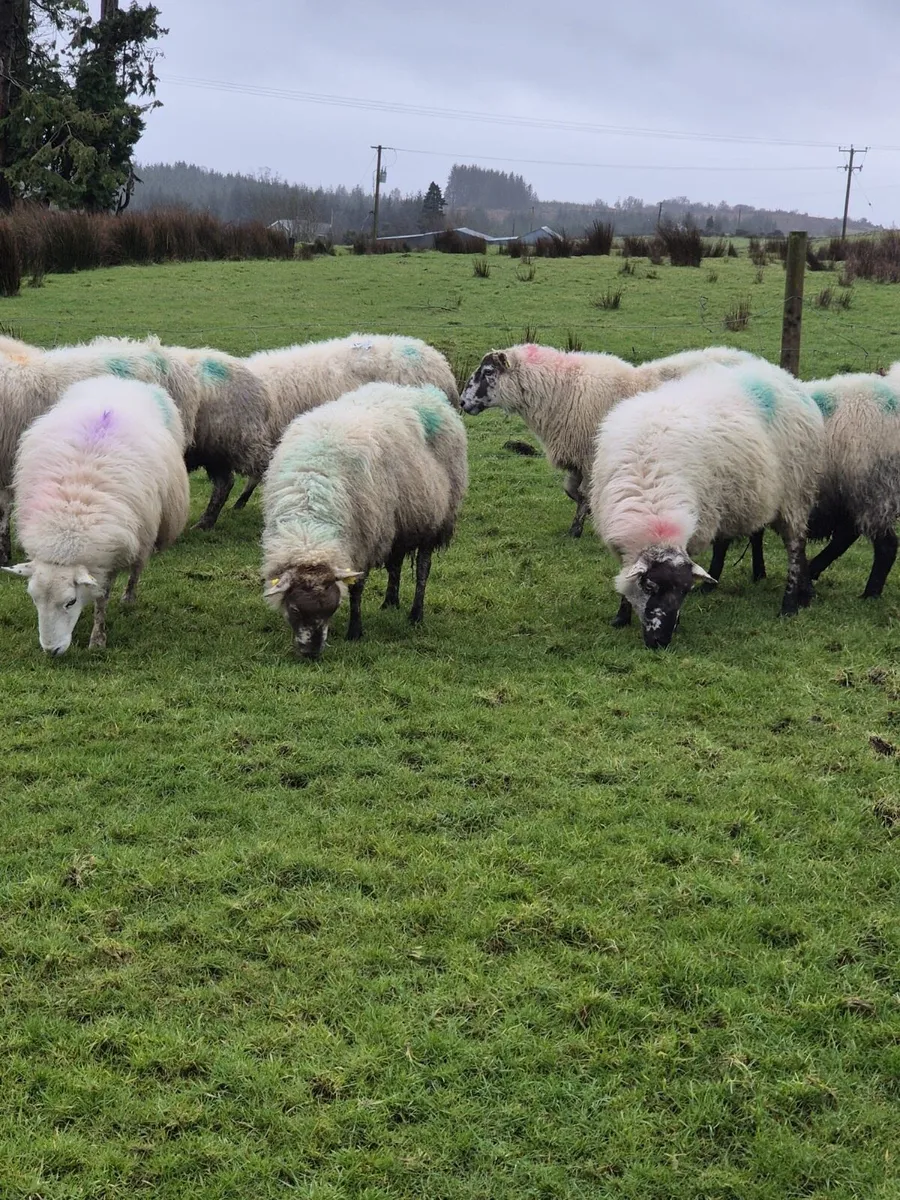 In lamb ewes - Image 2