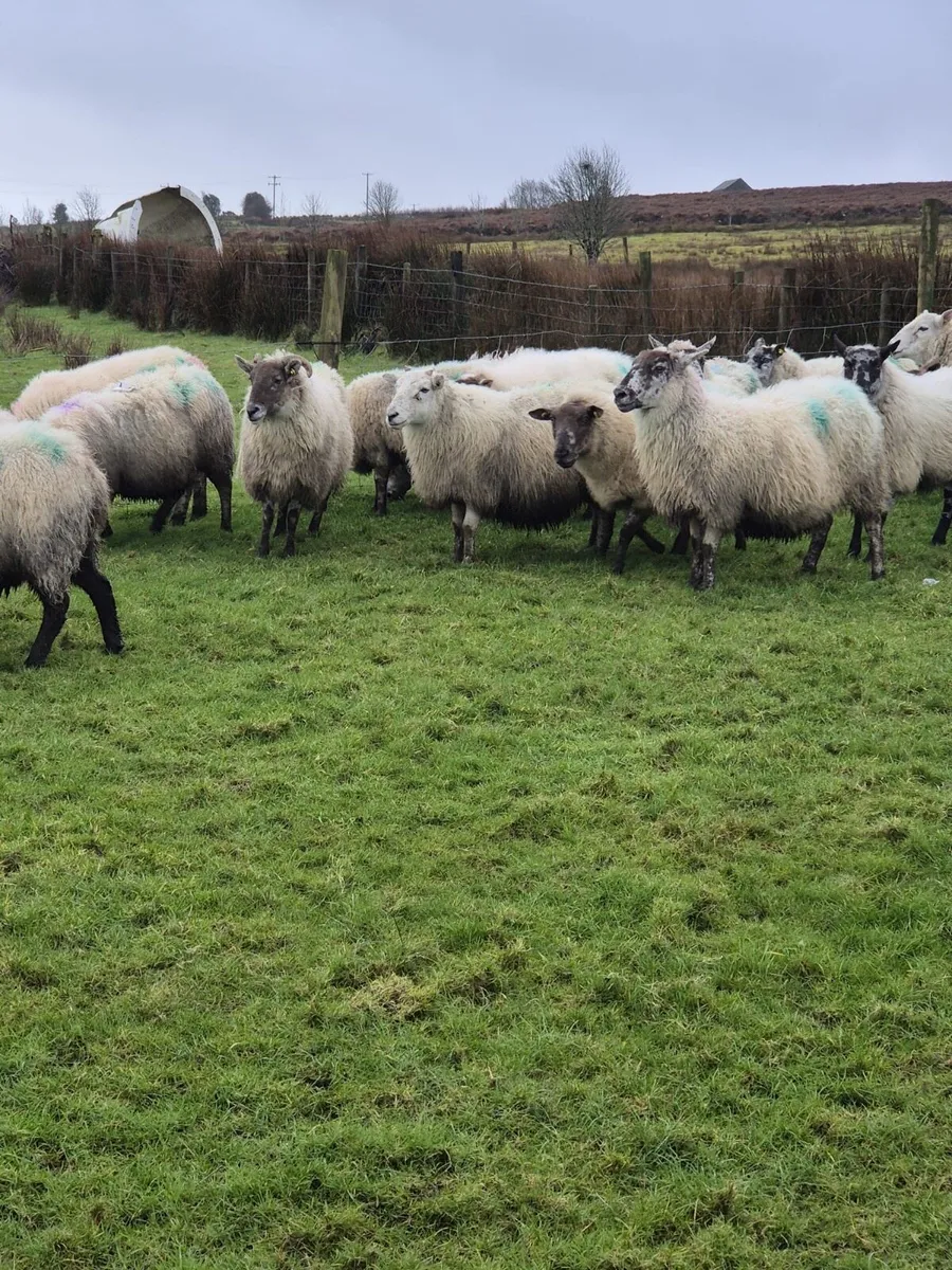 In lamb ewes - Image 3