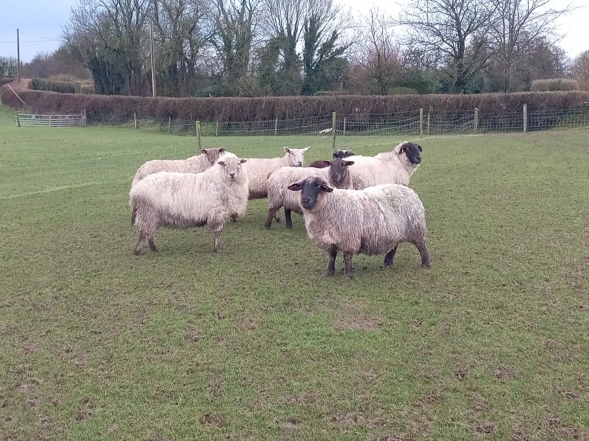 Sheep - Image 1