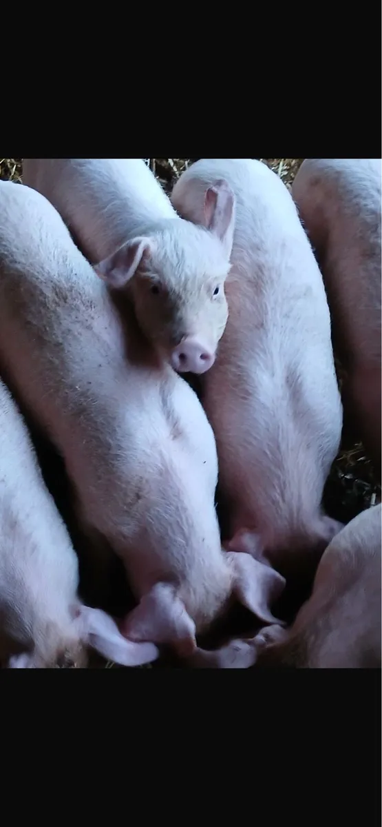 Large white weaners - Image 1