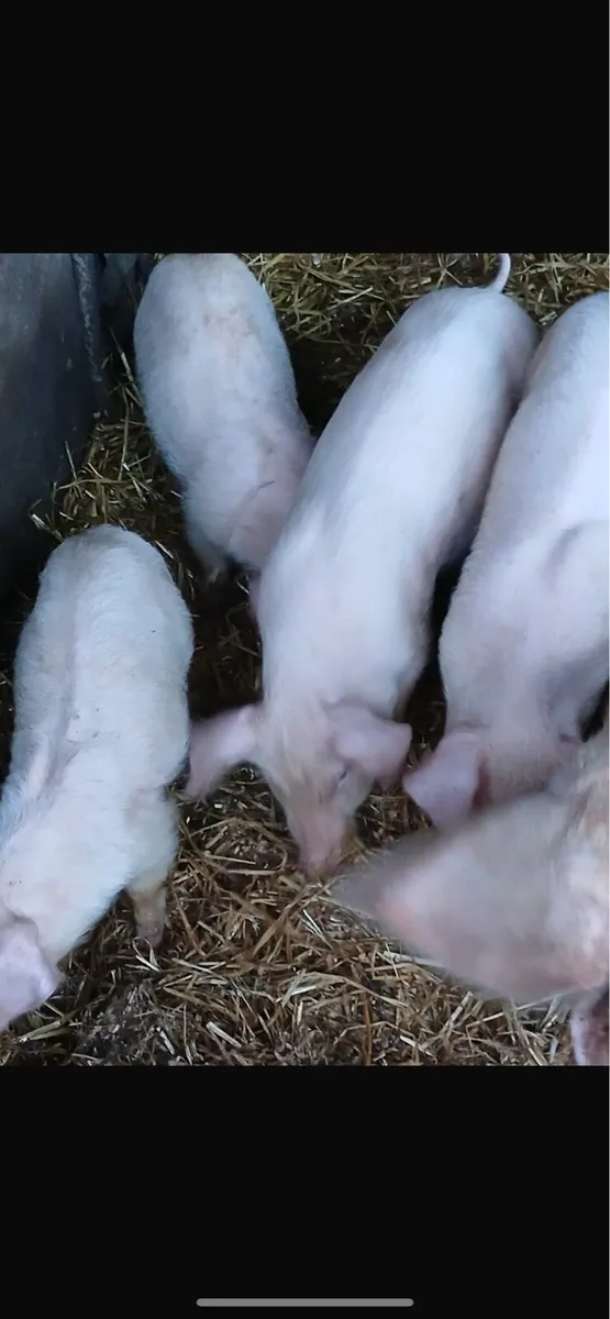 Large white weaners - Image 2