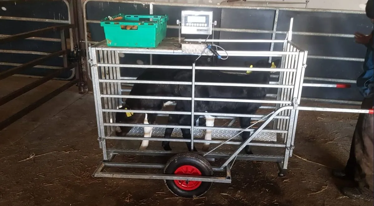 Cattle calf Weighing scales - Image 2