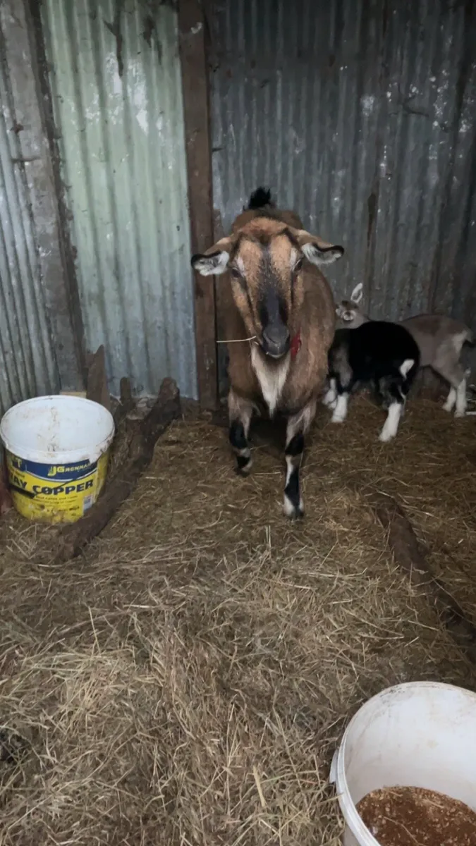3 year old goat with 2 she kids - Image 2