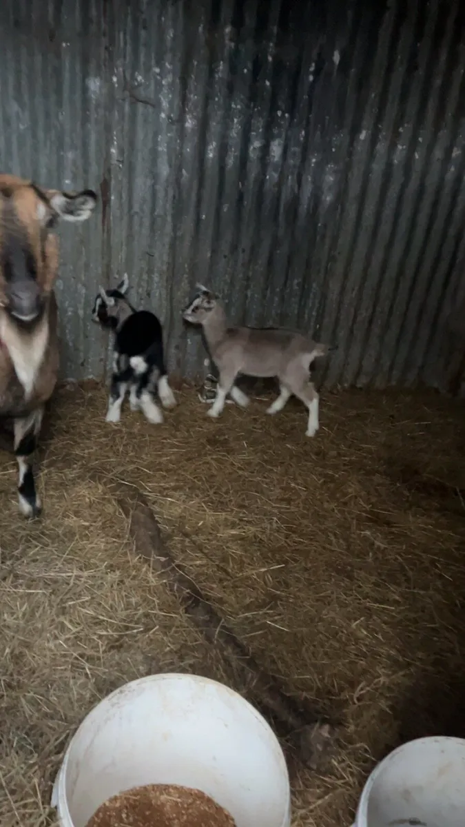3 year old goat with 2 she kids - Image 3