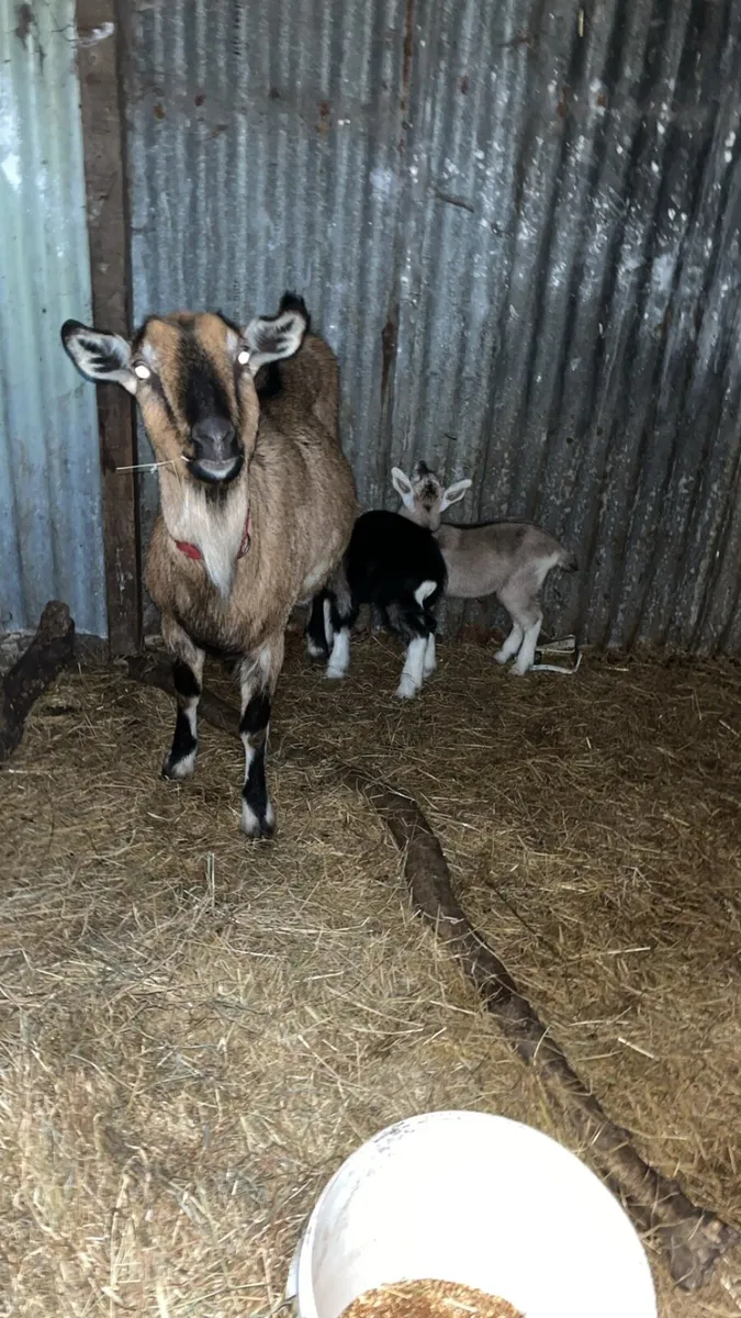 3 year old goat with 2 she kids - Image 1