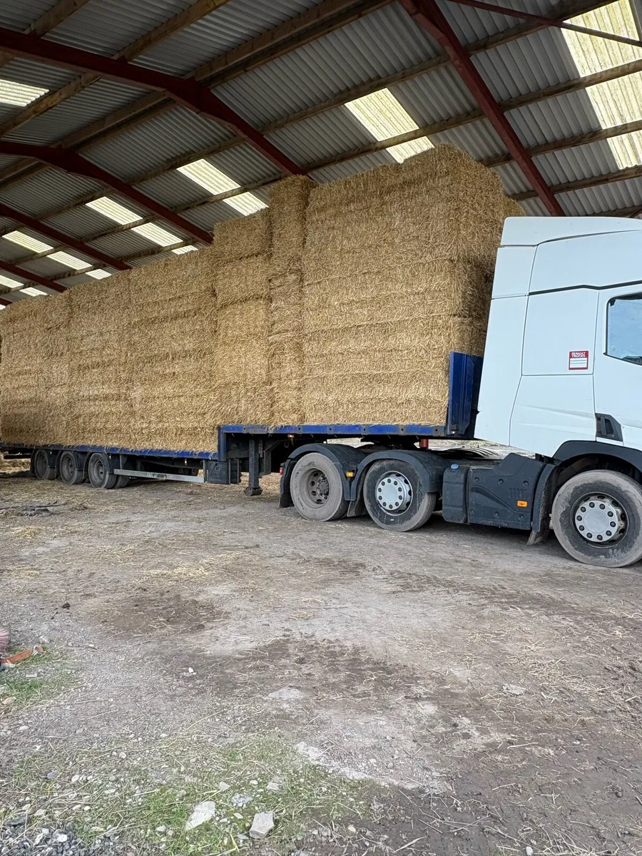 Looking for chopped Barley straw in 8x4x3s - Image 2