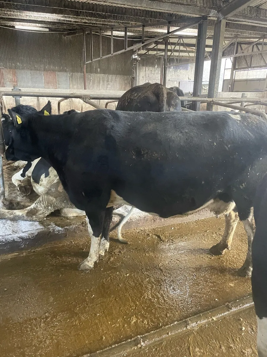 Friesian cow - Image 1