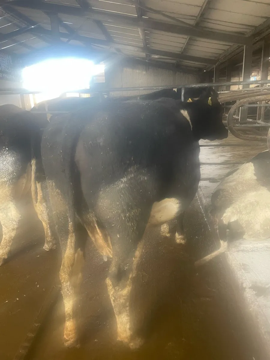 Friesian cow - Image 2