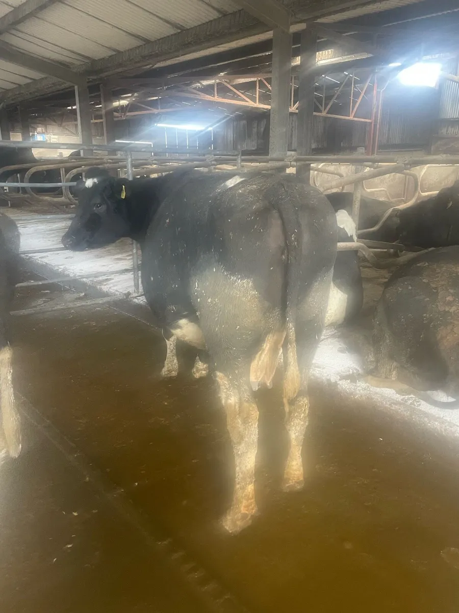 Friesian cow - Image 3