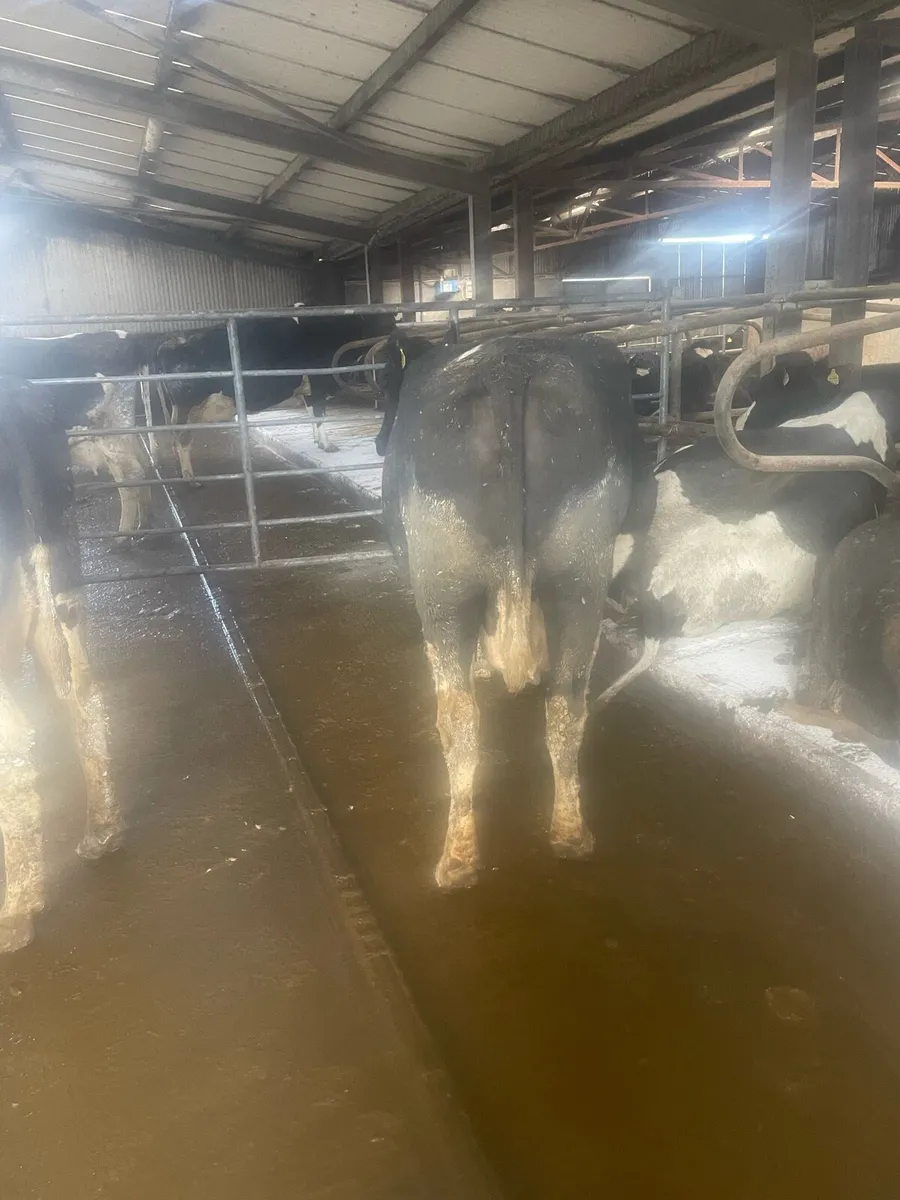 Friesian cow - Image 4