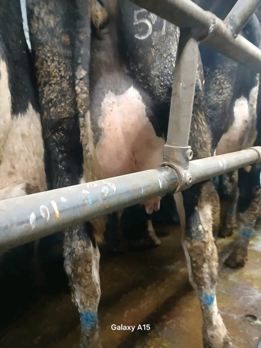 Calved heifers - Image 4