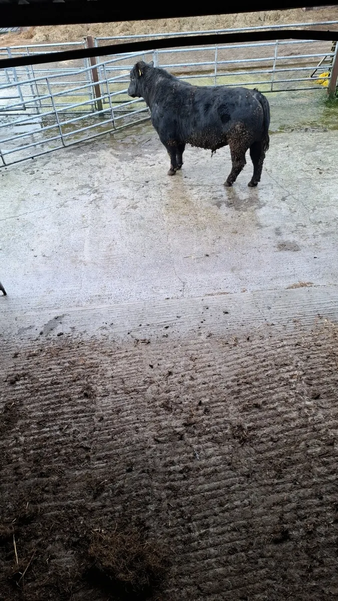 2 year old Angus bulls - Image 2