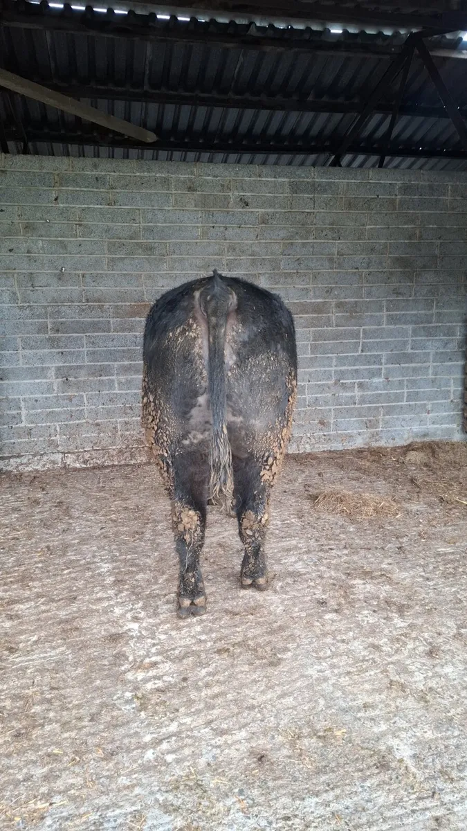 2 year old Angus bulls - Image 4