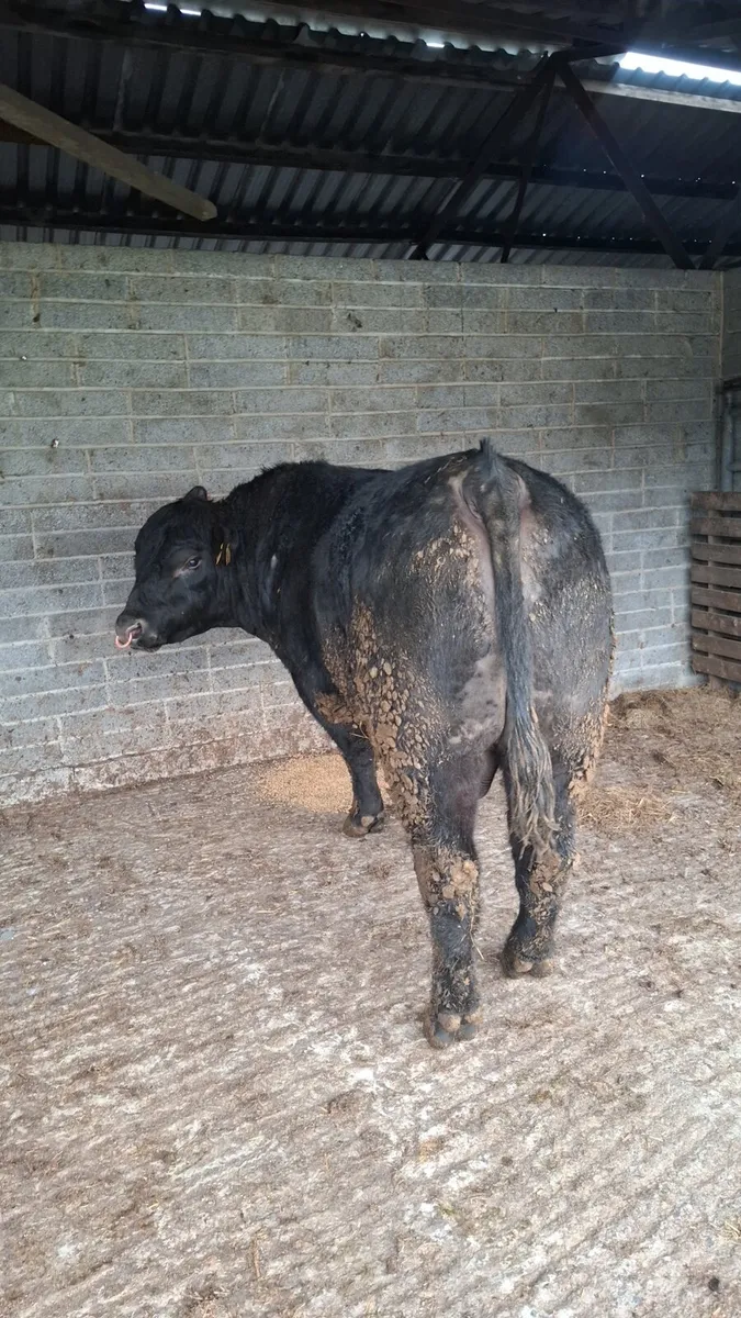 2 year old Angus bulls - Image 1