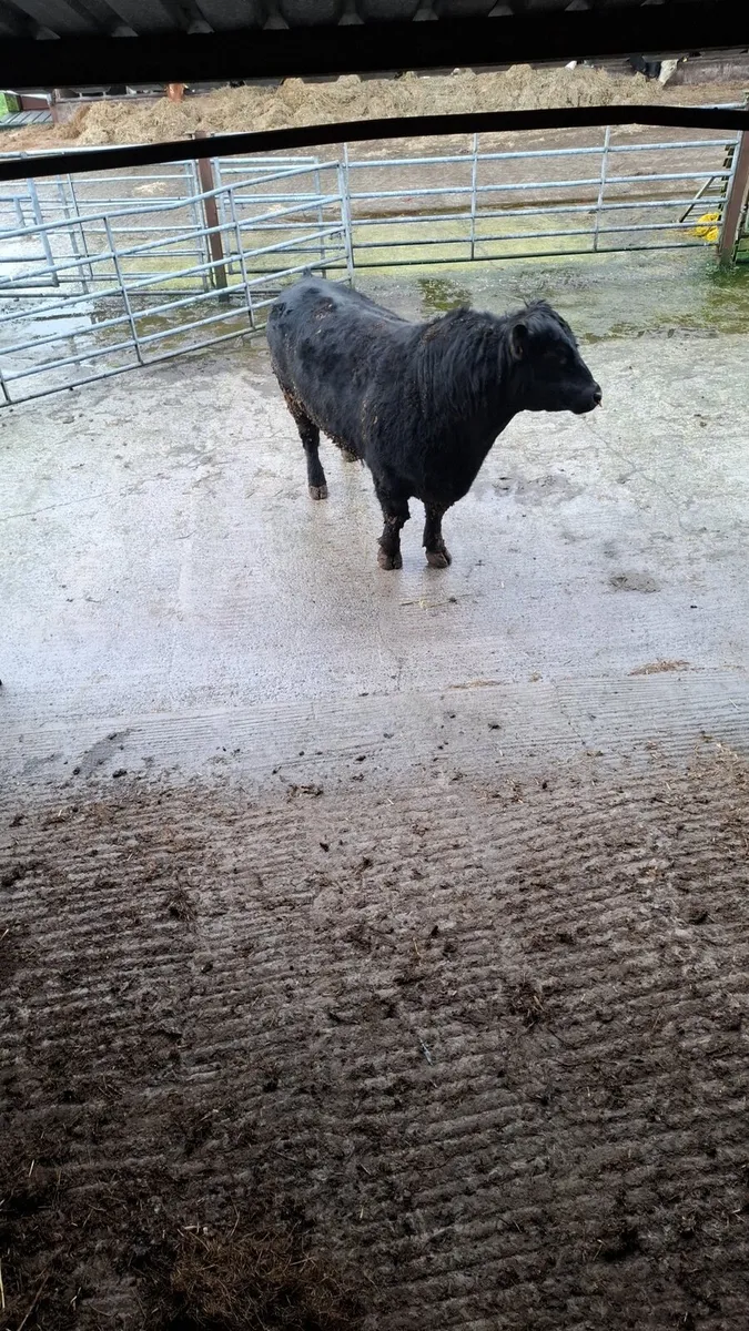 2 year old Angus bulls - Image 3
