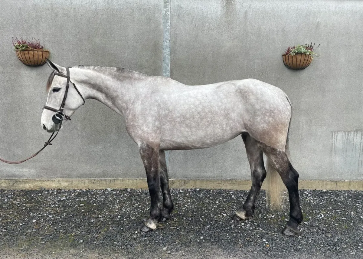 All-rounder 5 year old 15.2 Connemara mare - Image 1