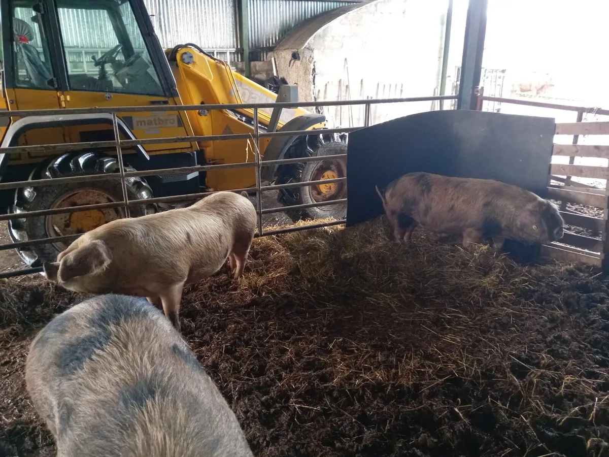 Breeding pigs for sale - Image 2