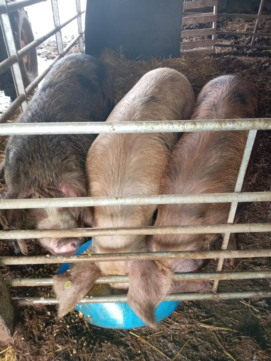 Breeding pigs for sale - Image 3