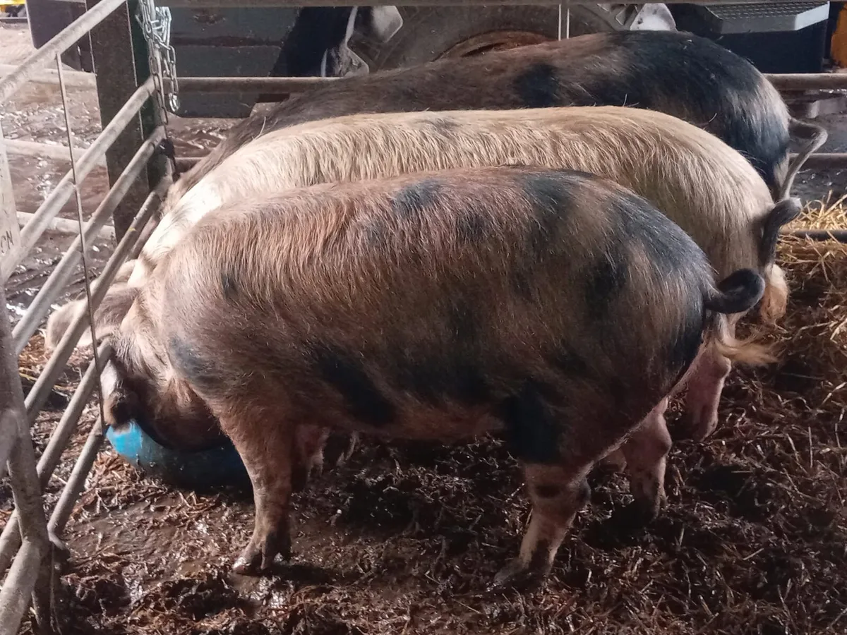Breeding pigs for sale - Image 1