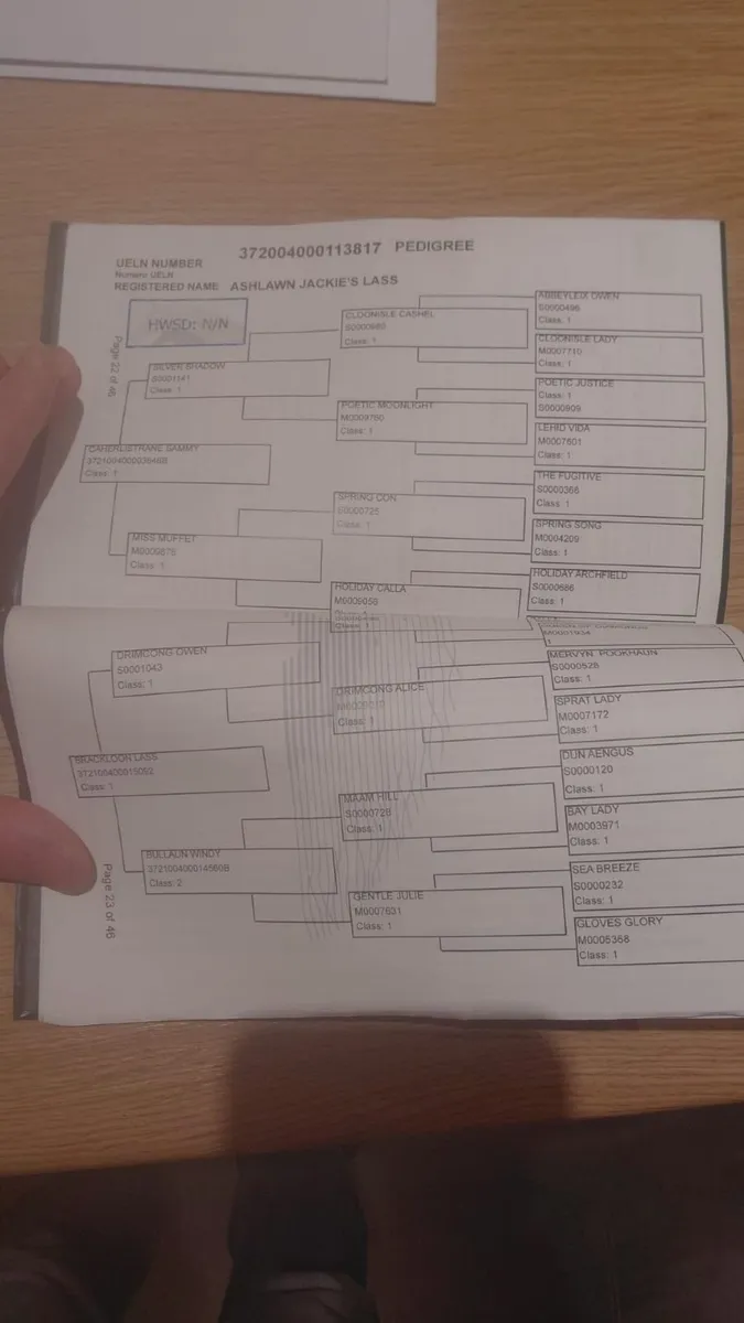 All-rounder 5 year old 15.2 Connemara mare - Image 2