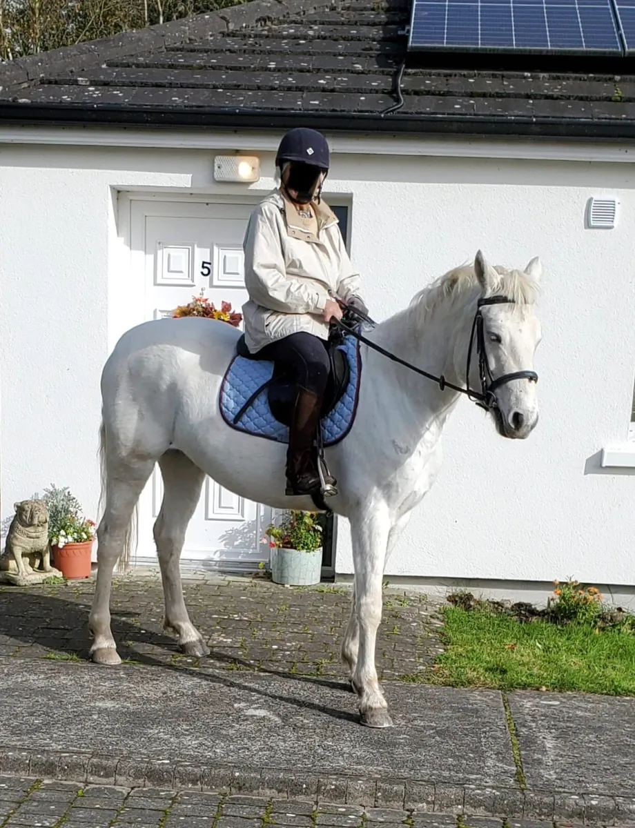 Connemara Mare - Image 2