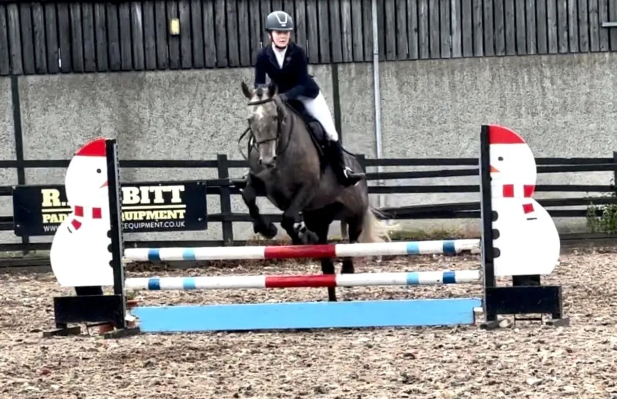 16hh Grey Gelding OBOS Quality  x Arkle Cruise - Image 2