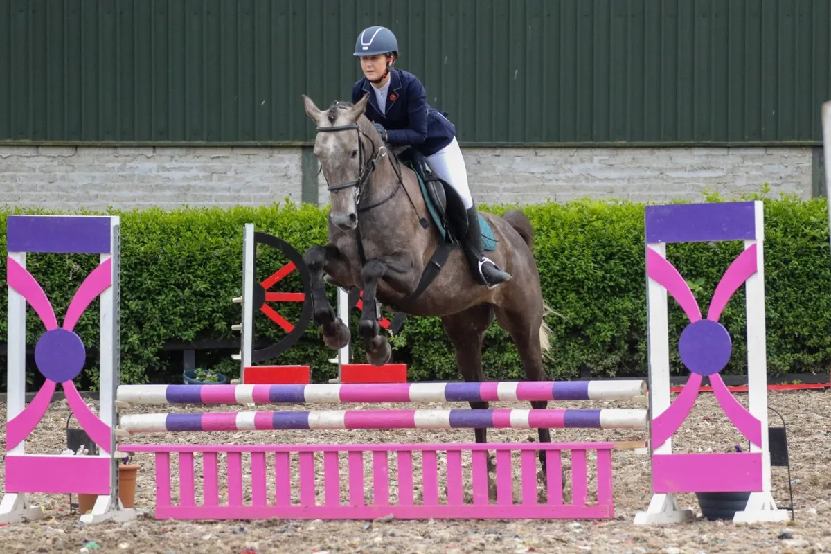 16hh Grey Gelding OBOS Quality  x Arkle Cruise - Image 1