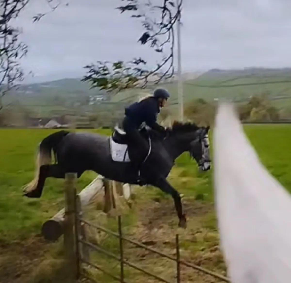 16hh Grey Gelding OBOS Quality  x Arkle Cruise - Image 4