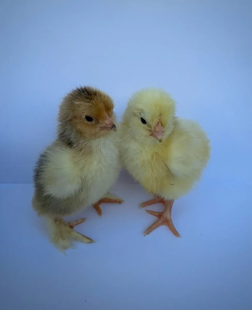 Day old chicks 🐣 - Image 3