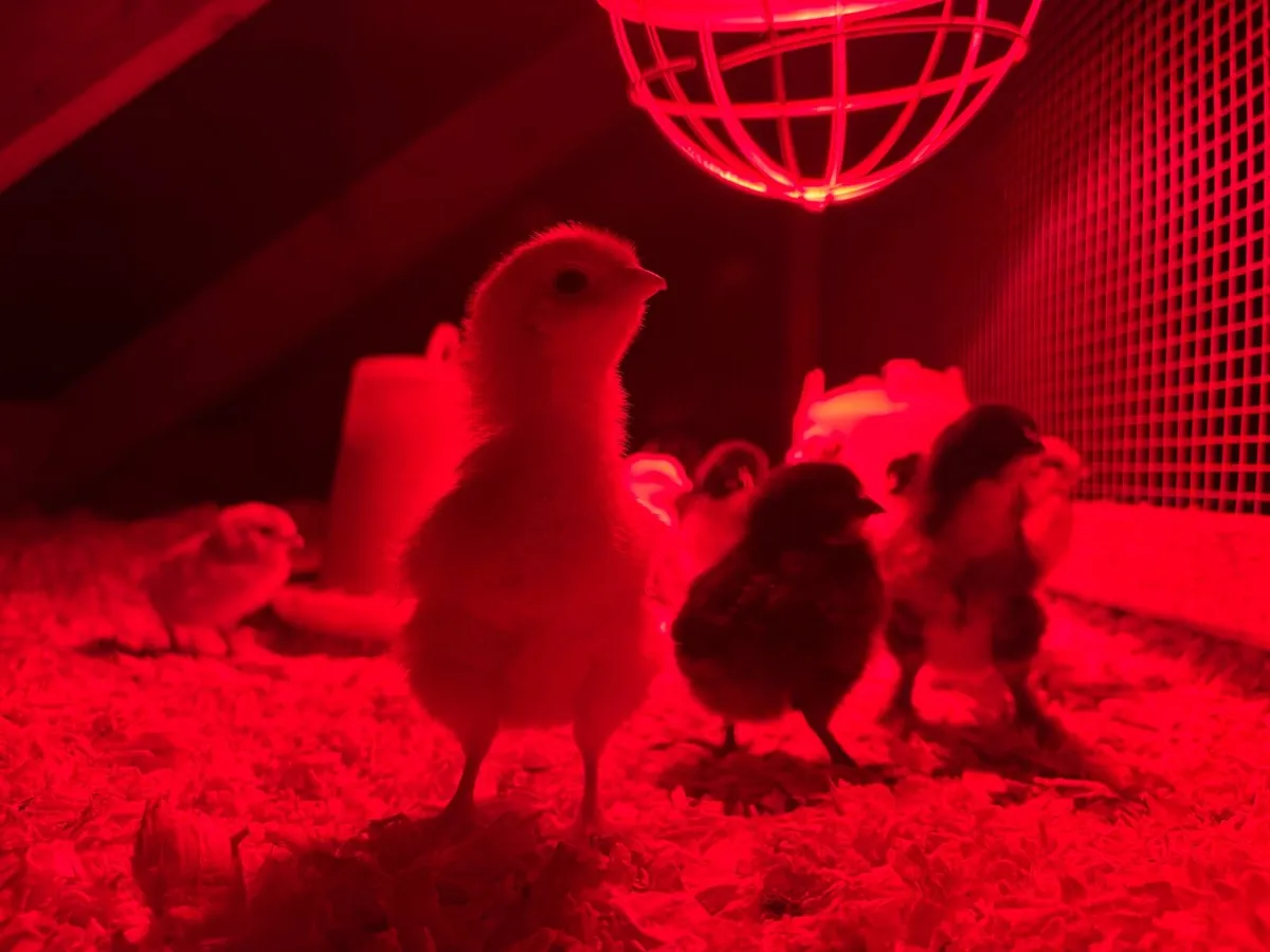 Day old chicks 🐣 - Image 4