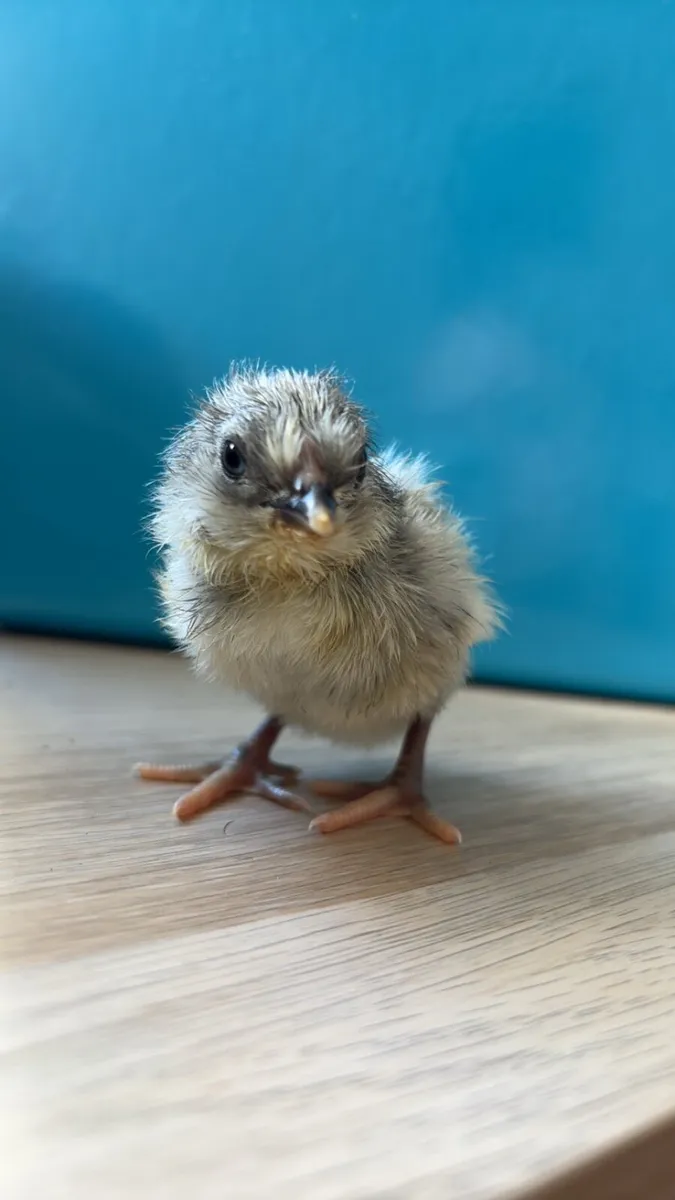 Day old chicks 🐣 - Image 2