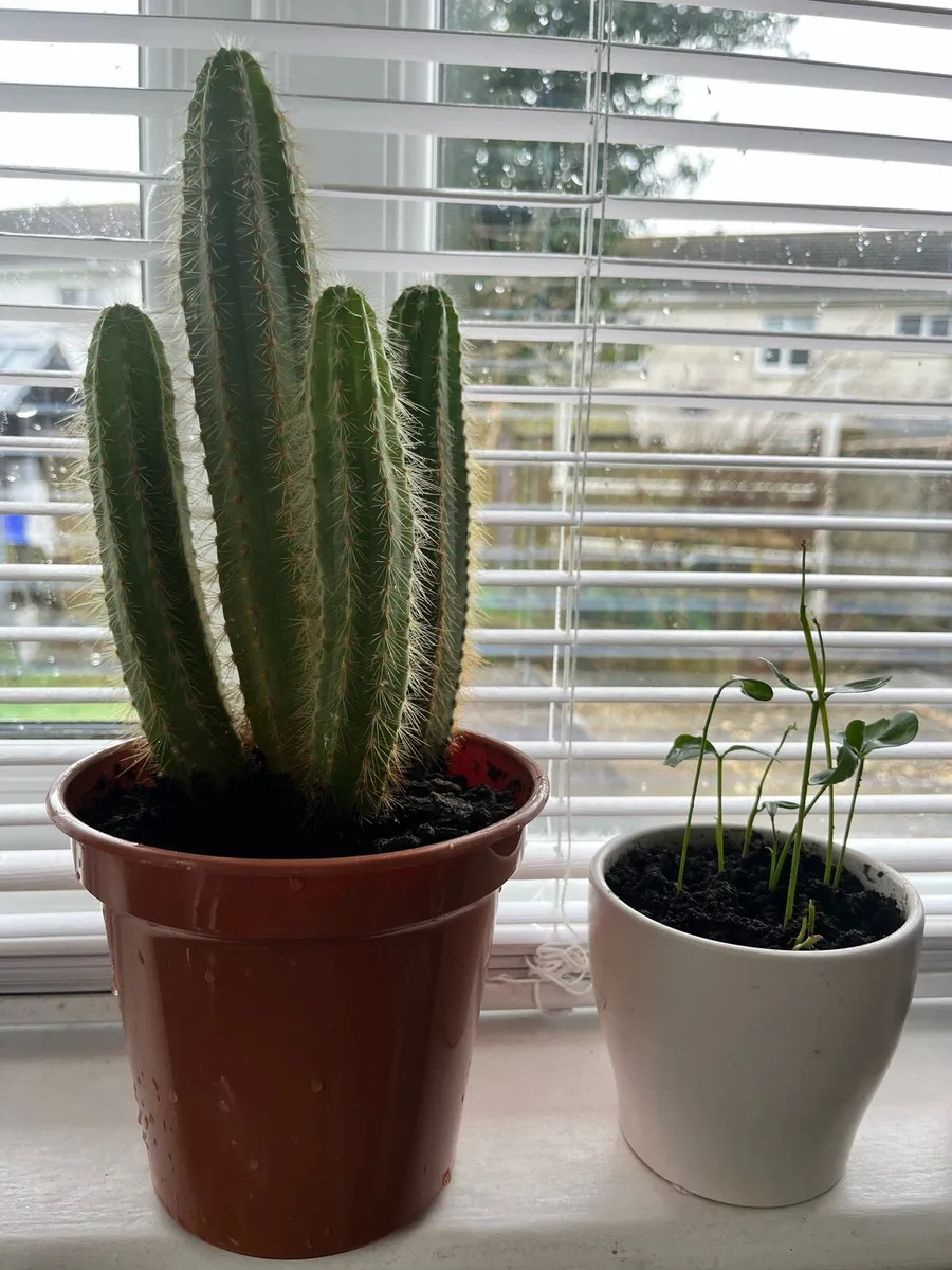 Cacti plant - Image 2