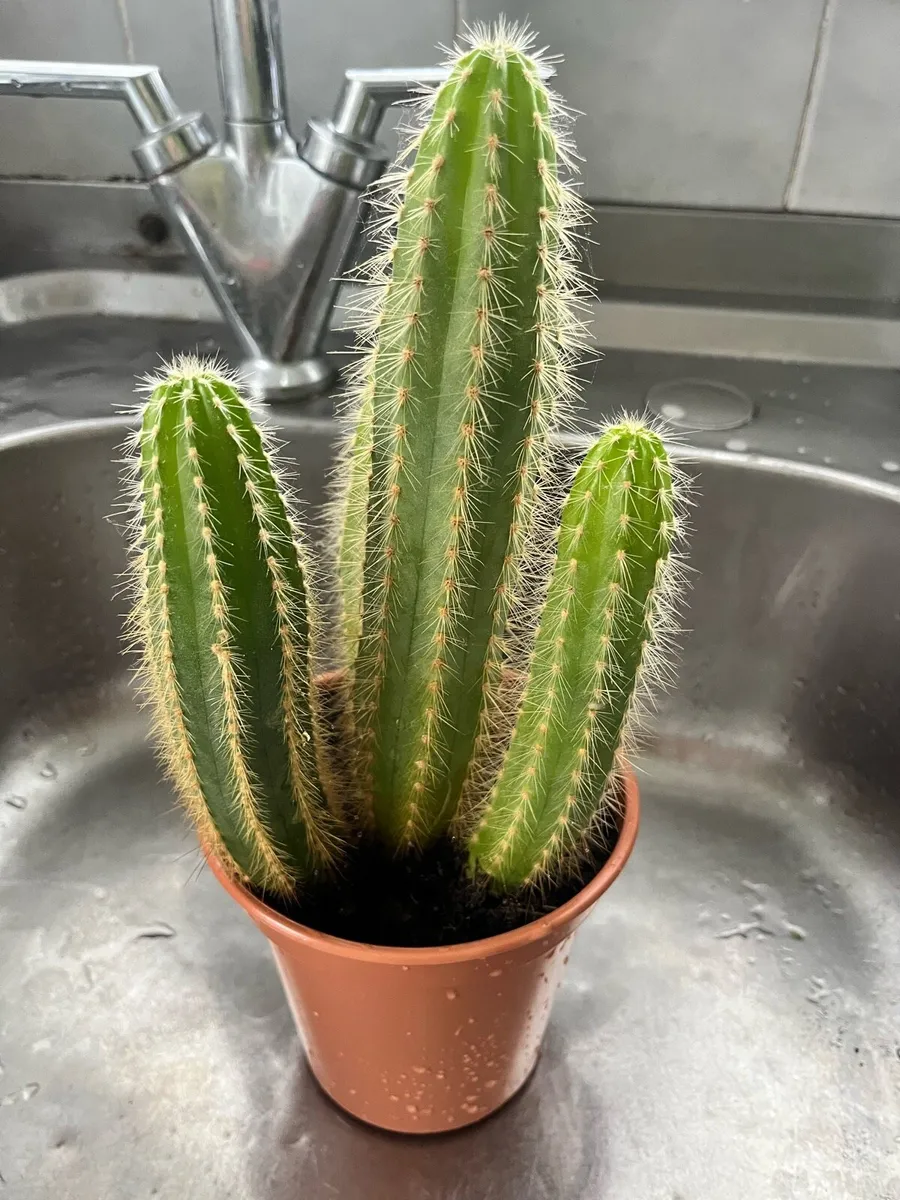 Cacti plant - Image 4