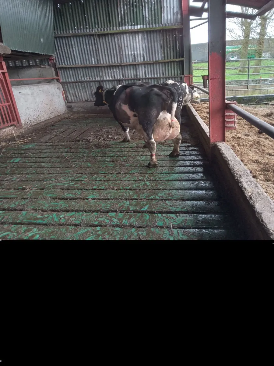 Cow for sulk calves - Image 4