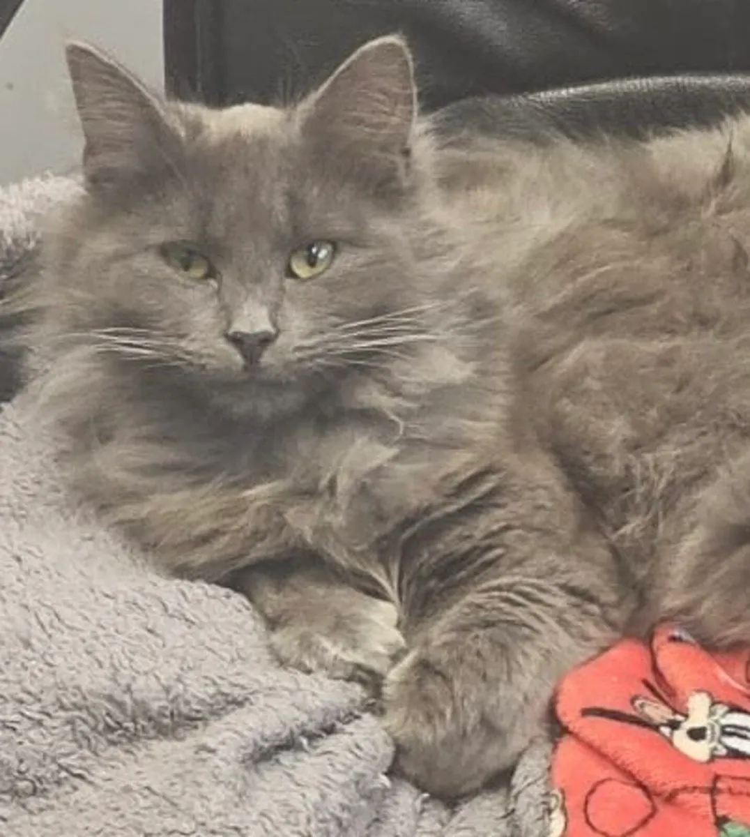 Catstrust adoption and protection. Rescued . - Image 1