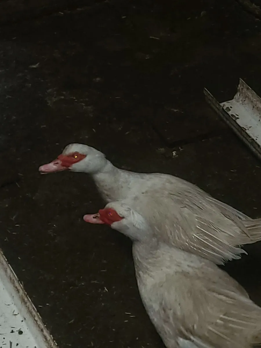 Moscovi ducks - Image 1